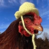 Galinha Fofa Reações 🐔 10