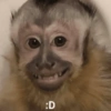 Macaquinhos fofos 🤣😍 10