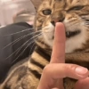 Gatos memes 19