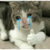 Kucing Lucu 15