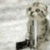 Kitty cats 2 12