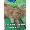Meme Kucing Indo🐱 12