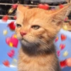 📌🌈🐈✨️Gatos Funny Mood✨️🐈‍⬛🌈 18