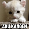 Kucing Anomali 4 10