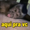 MACACOS 🙈 (COM TEXTO) 8