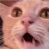 Gatitos 5