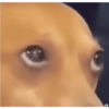 MEMES & Reações 9