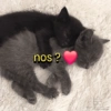 Figurinhas de amor ❤️🤣 6