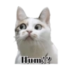 Michis memes 😹😼 12