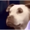 MEMES & Reações 13
