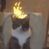 Gatitos cura depresión😻😾🙀😸 5