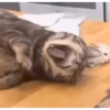 MEMES & Reações 21
