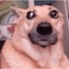 Reações dogs 🐾 10