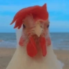 Galinha Fofa Reações 🐔 5