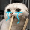 Sad cats and kittens 😭 5