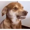MEMES & Reações 16