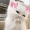 📌🌈🐈✨️Gatos Funny Mood✨️🐈‍⬛🌈 20
