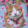 Gatitos 🥰 8