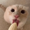 Kucing Lucu 13
