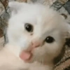 GATOS 😻 5