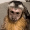 Reações de macaco | monkey 🐒 16