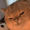 Gatos memes 24
