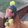 Galinha Fofa Reações 🐔 8