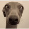 Reações dogs 🐾 5