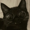 Gatos memes 10