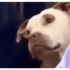 MEMES & Reações 15