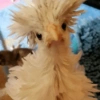 Galinha Fofa Reações 🐔 18