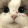 🐱Gatitos Random 2🧶 18