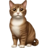🐱 Pet Cats | Emoji Style 16