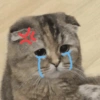 📌🌈🐈✨️Gatos Funny Mood✨️🐈‍⬛🌈 15