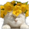 🌻💐 Желтые цветы 3 💐🌻 23