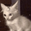 Gatos memes 9