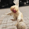 Galinha Fofa Reações 🐔 22
