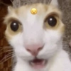 Gatos memes 7