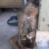 Macaquinho malandro ✨🐒 8