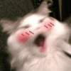 Gatos memes 18