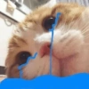 Sad cats and kittens 😭 17