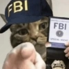 Gatos 2😎 9