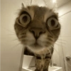 Gatos memes 13