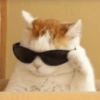 Gatos memes 5