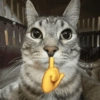 📌🌈🐈✨️Gatos Funny Mood✨️🐈‍⬛🌈 19
