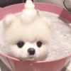 🧿Animalitos cute para chat 2 21