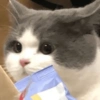 🧿Animalitos cute para chat 2 14
