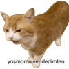 Pikaçu sarıgöt 13
