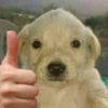 Cute Dog 15