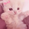 🎀🐱 Los gatitos 🐱🎀 18